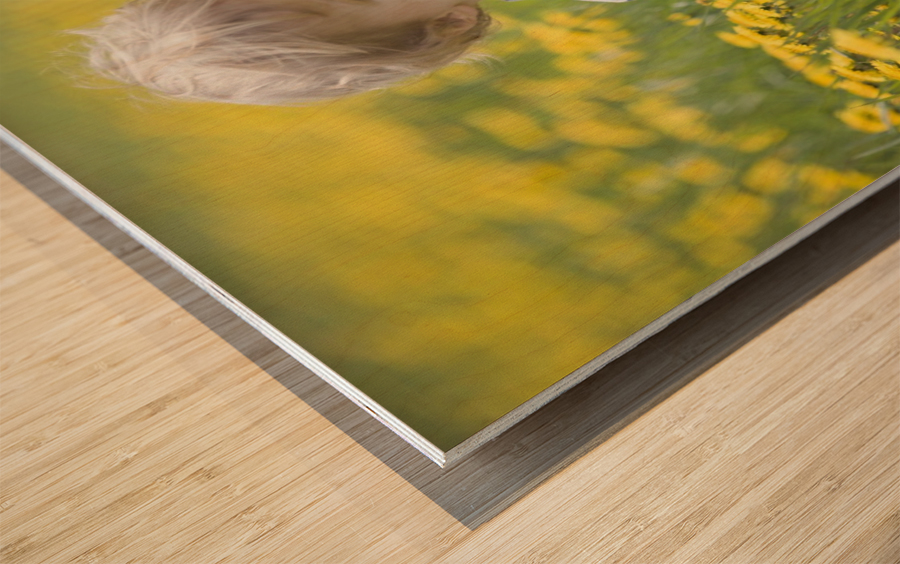 18-Month-Old Boy In Dandelion Field; Thunder Bay, Ontario, Canada Wood print