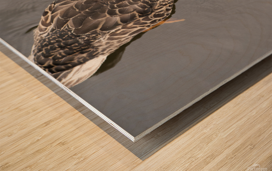 Canard du Quebec qui joue dans le lac de Lambton. Impression sur bois