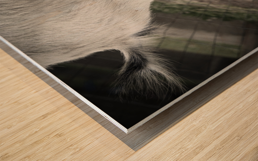 Chevreau qui mange Wood print