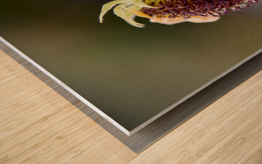 Tournesol en fin de vie Wood print