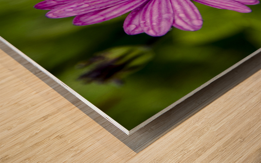 Anemone 2 Wood print