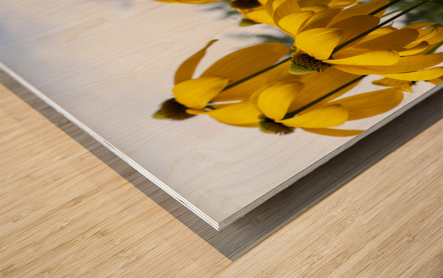 Tournesol en course Wood print