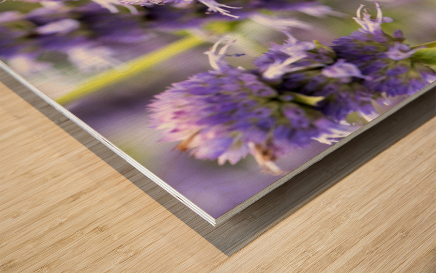 Purple Pollination: Macro Image of Bee on Lavender Wood print