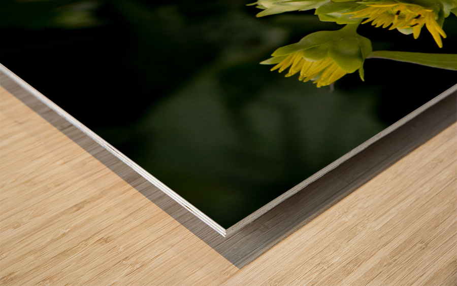 Eclat solaire : Le tournesol en macro une explosion de couleurs Wood print