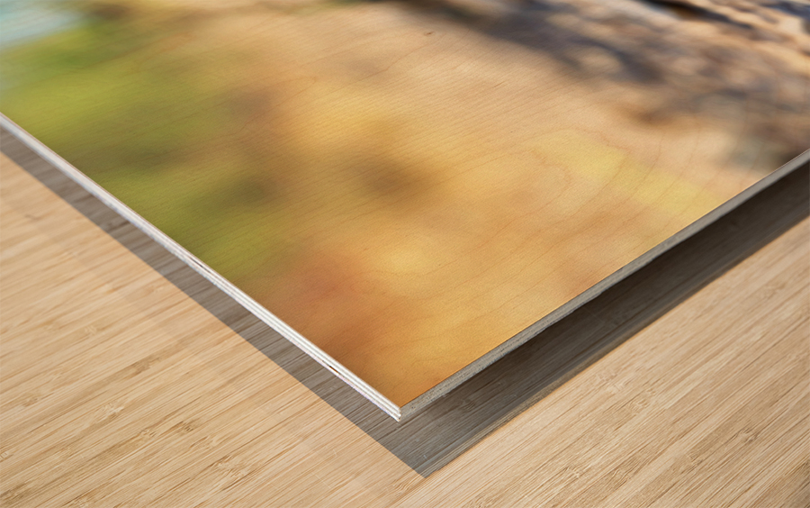 Tortoise 1 Wood print