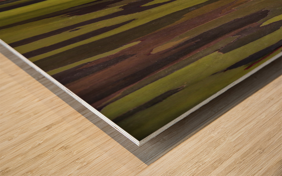 Bark Of The Rainbow Eucalyptus Eucalyptus Deglupta Hawaii United States Of America Pacificstock Canvas Artwork