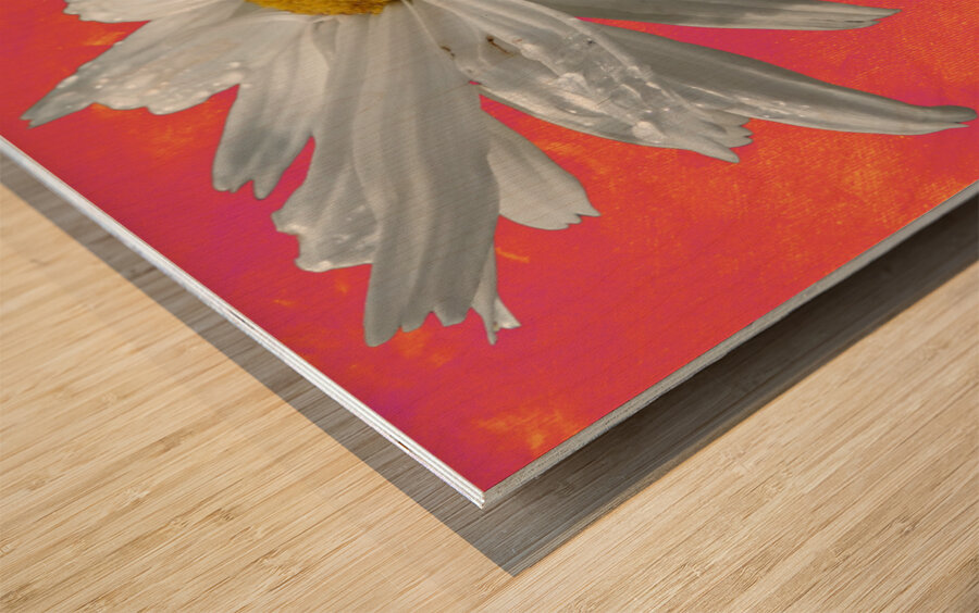  Daisy Flower Close Up on Vibrant Wood print