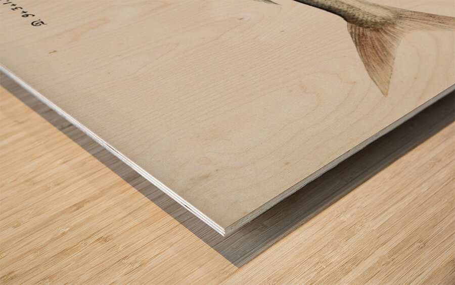 Antique drawing watercolor fish Emmelichthys Nitidus marine life. South Pacific Fishes by Frank Edward Clarke 1849-1899. Wood print