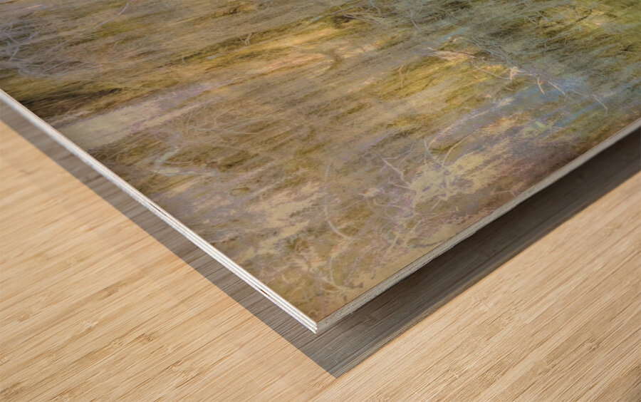 Louisiana Bald Cypress Light Beams Wood print