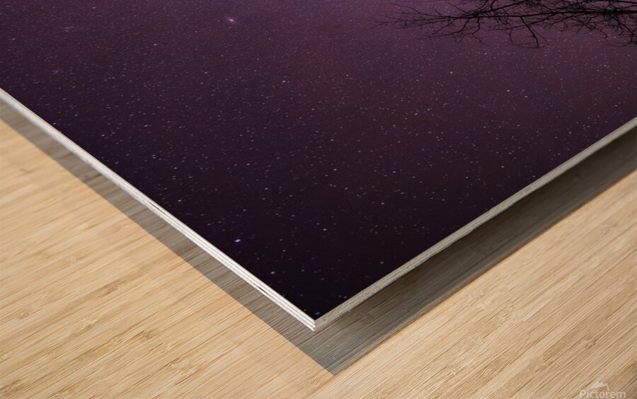 Winters Canopy: Stellar Skies Above Pinehouse Lakes Forest Wood print