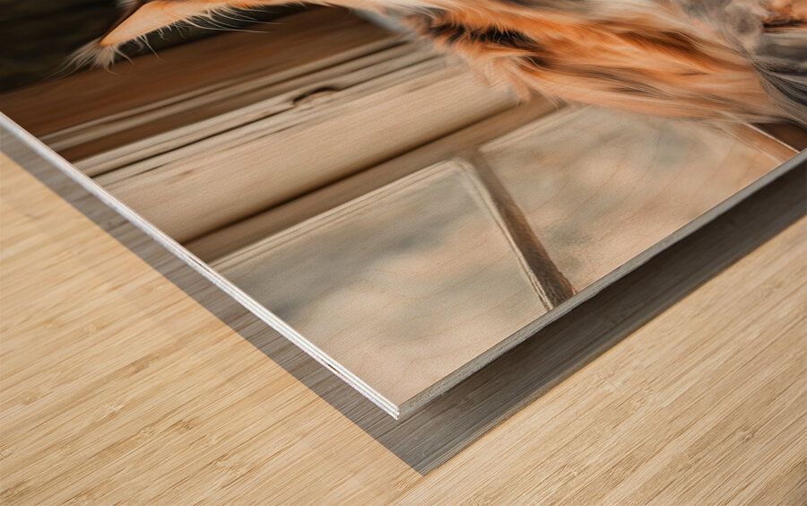 Maine Coon Tri-color Cat Wood print