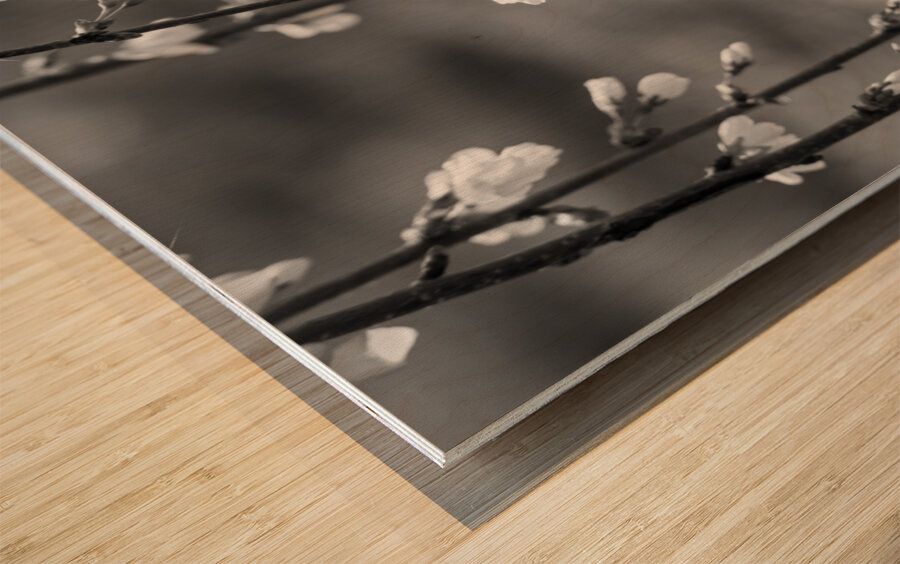 Weeping Cherry Blooms And Branches Grayscale Wood print