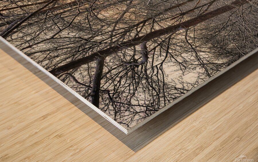 G19 Shining Light Wood print