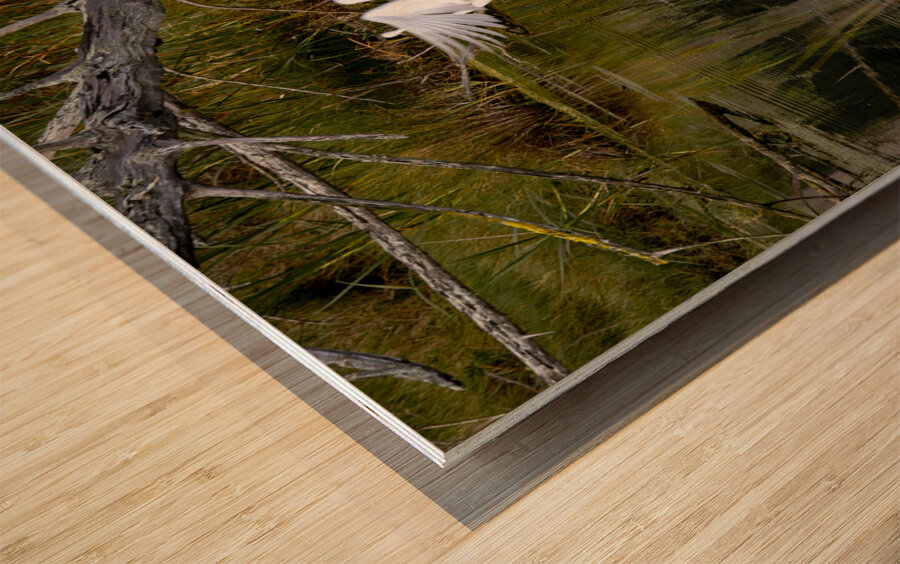 Florida Park White Heron Take Off Wood print