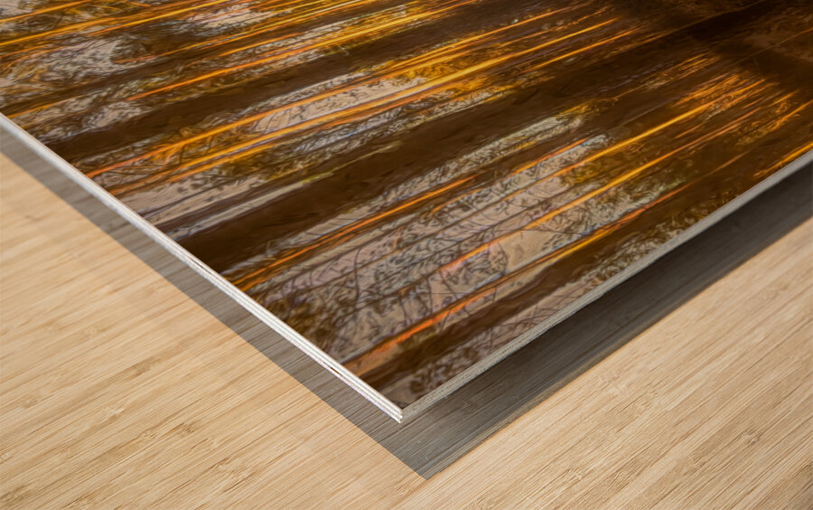 The Forest Glow at Sunset Wood print