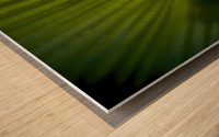 What Is That Wood print