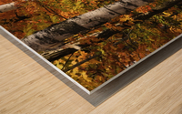 The colourful leaves and birch tree trunks in Algonquin Park; Ontario, Canada Wood print