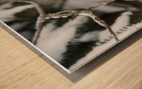Geai bleu Wood print