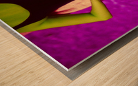 MAGENTA SWAN Wood print