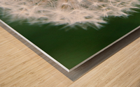 Dandylion Wood print