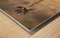 Little Girafe Wood print
