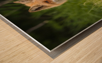 Red Fox Beauty Wood print