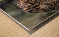 Eyes of the Leopard - color Wood print