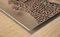 Cheetah Bro Wood print