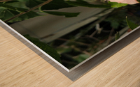 hibiscus Wood print