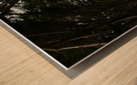 Cypress Tree Tunnel California Wood print