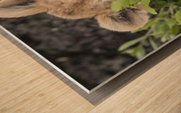 Lion Cub Wood print