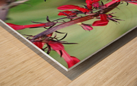 Lobelia Perch Wood print