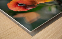Yellow Lovebird Wood print
