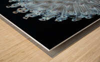 Elegant Peacock Feathers Wood print