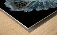 Charming White Peacock Wood print