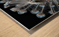 Elegant White Peacock Wood print
