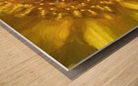 Sunflower Helianthus X 3 Wood print
