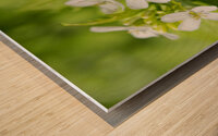 A white garlic mustard flower Wood print