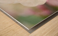 White quince bush flower macro III Wood print