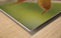 Crape Myrtle Leaves Macro Wood print