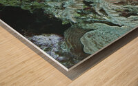 Fern Wood print