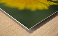 Dandelion Wildflower Macro Wood print