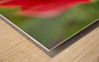Red Tulip Macro Abstract Wood print
