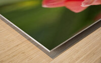 Pink Tulip Macro II Wood print