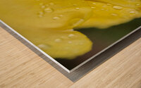 Yellow Tulip with Raindrops II Abstract  Wood print