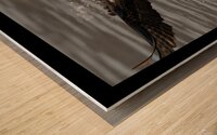 Osprey Faceon darker Wood print