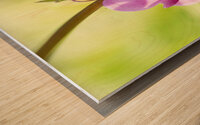 Asian Bleeding Heart Flower Vertical Wood print