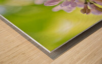 Lavender Lilac Flowering Macro Wood print
