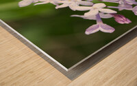 VioletLilacFlower0421 IrisRichardson Wood print