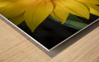 Happy Sunflowers Helianthus X3 1 Wood print